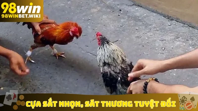 Cựa sắt nhọn, sát thương tuyệt đối