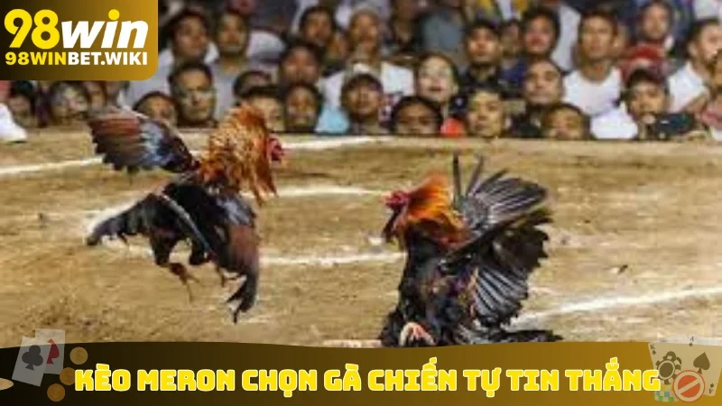 Kèo Meron chọn gà chiến tự tin thắng