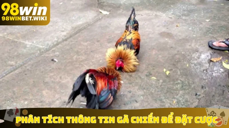Phân tích thông tin gà chiến để đặt cược