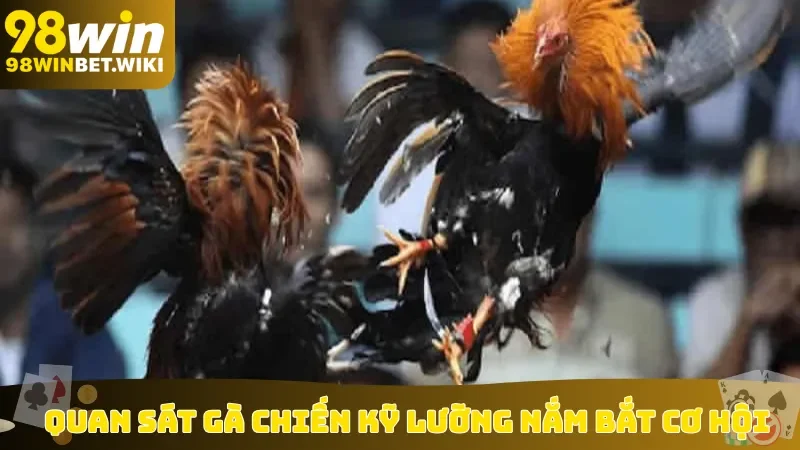 Quan sát gà chiến kỹ lưỡng nắm bắt cơ hội